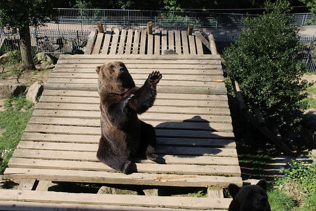 Free Brown Bear Animal photo and picture