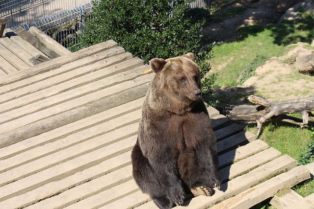 Free Brown Bear Animal photo and picture