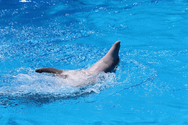 Free Dolphin Demonstration photo and picture