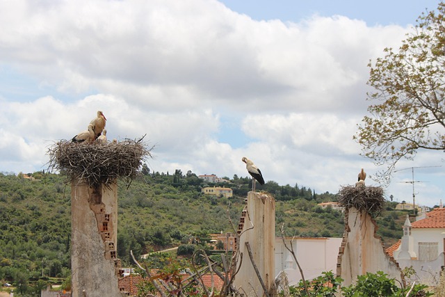 Free Storks Nest photo and picture
