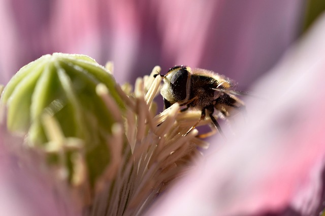 Free Bee Beautiful Flowers photo and picture