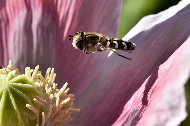 Free Bee Poppy photo and picture