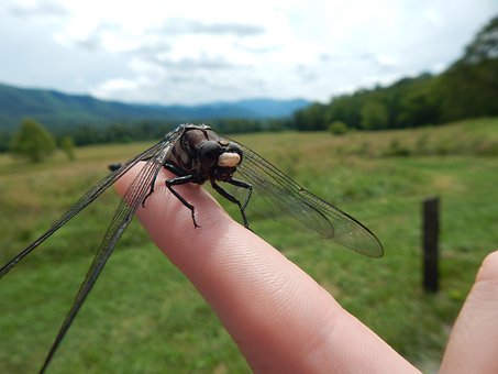 Free Dragonfly Insect photo and picture