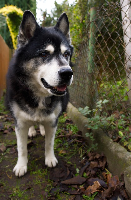 Hund, Heiser, Schwere, Figur, Pelz