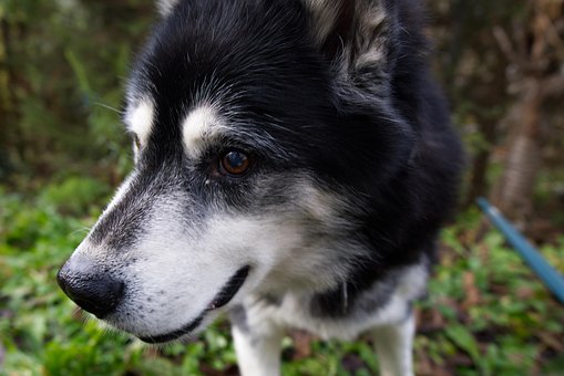 Hund, Heiser, Schwere, Figur, Pelz