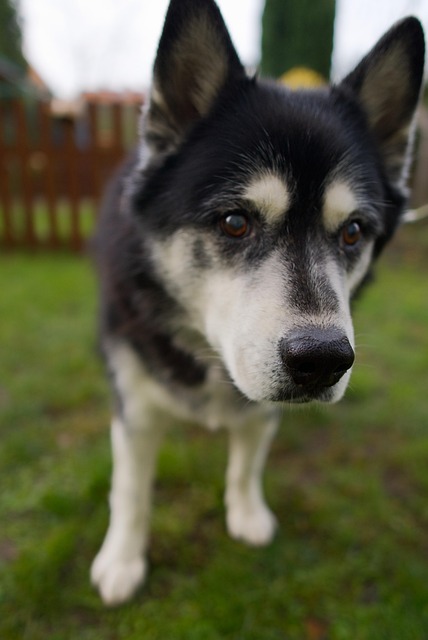 Hund, Heiser, Schwere, Figur, Pelz