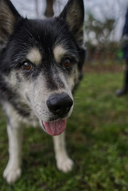 Hund, Heiser, Schwere, Figur, Pelz