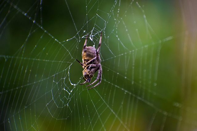 Free Spider Cobweb photo and picture