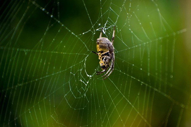 Free Spider Cobweb photo and picture