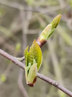 Free Spring Awakening Bud photo and picture