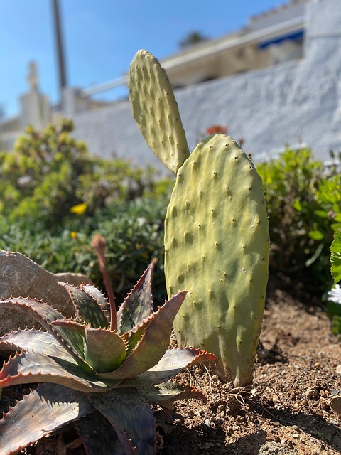 Free Cactus Cacti photo and picture