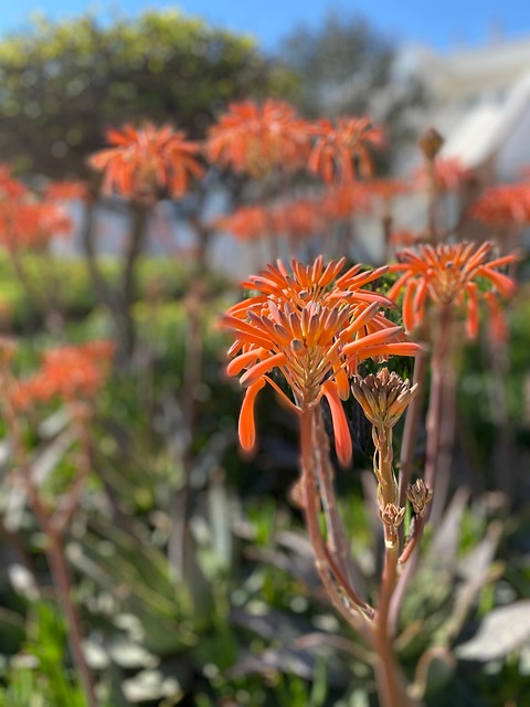 Free Succulent Blossom photo and picture