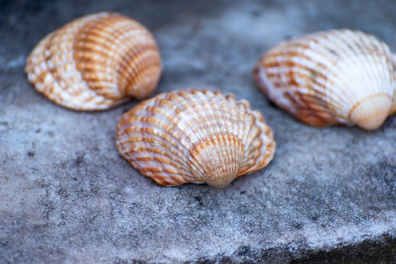 Shells - free online jigsaw puzzle photo