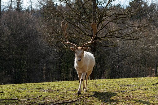 Hjort, Vill, Skog, Natur, Dyr, Dyreliv