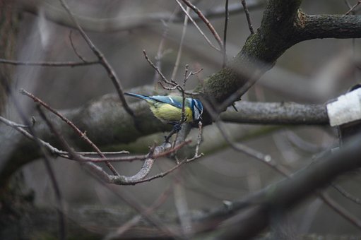 Free Blue Tit Bird photo and picture
