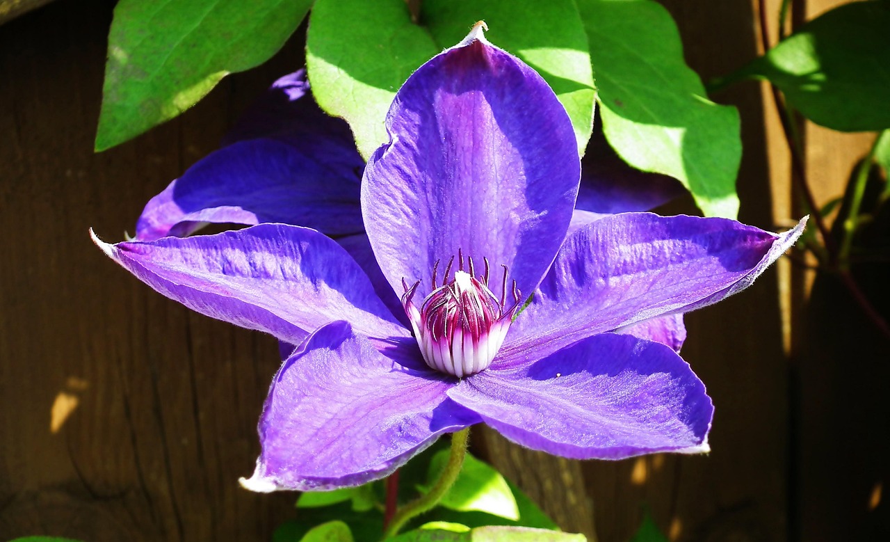 Leather Flower Plant Free photo on Pixabay Pixabay