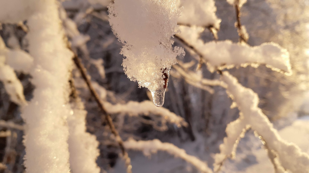 雪 是 树枝 - Pixabay上的免费照片 - Pixabay