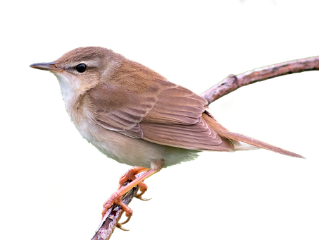 Maja7777 Pixabay