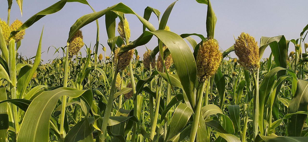 Millet Free photo on Pixabay