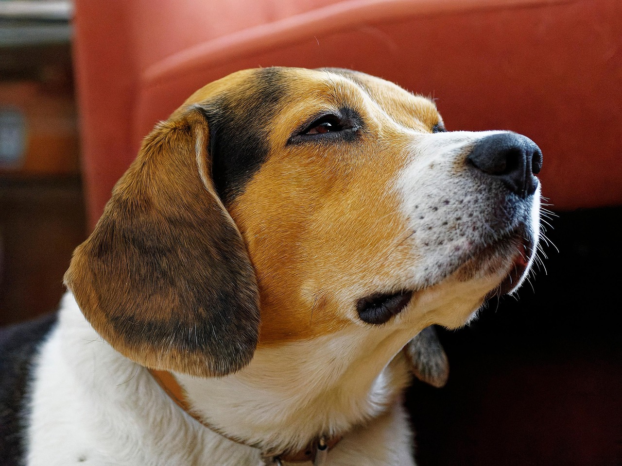 Beagle, Câine, Animal De Companie