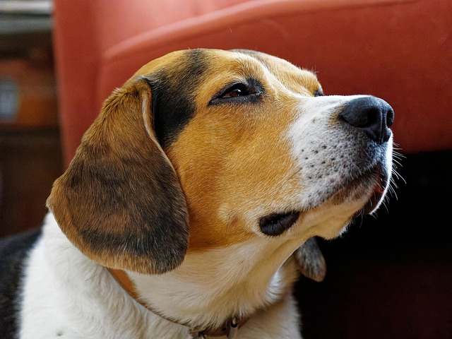 Beagle, Hund, Haustier, Tier, Haushund