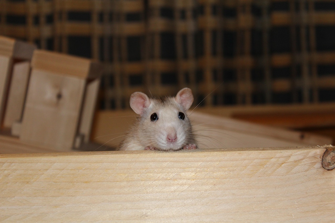 Page 8 - 800+ Free Rats & Rodent Photos - Pixabay