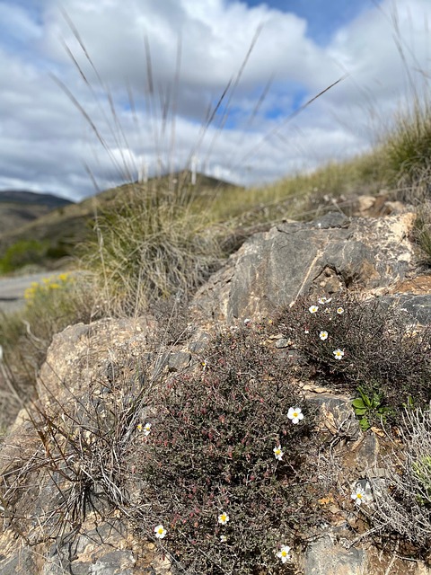 Free Sierra Almeria photo and picture