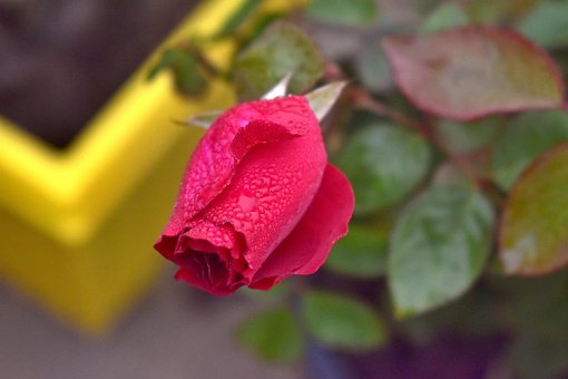 Free Rose Flower photo and picture
