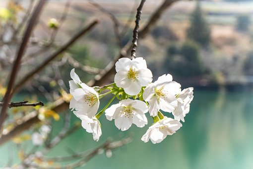 Cerezo, Close Up, Flor Blanca, Natural