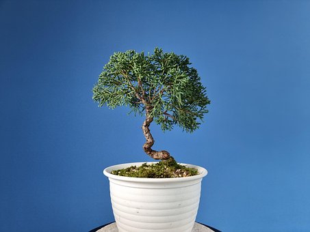 Free Juniper Tree photo and picture