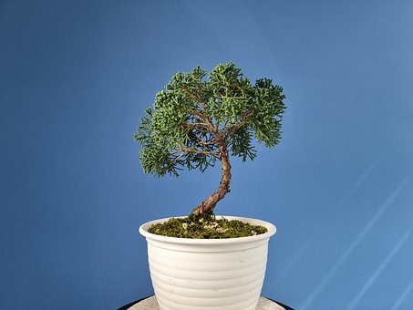Free Juniper Tree photo and picture
