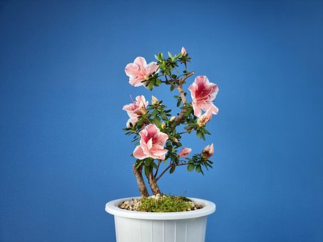 Free Flower Azalea photo and picture
