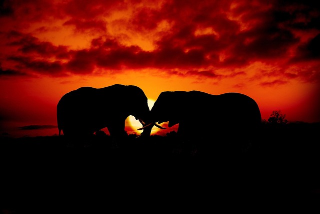 Free Elephants Wildlife photo and picture