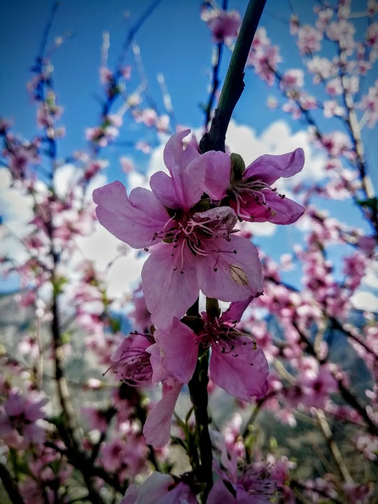 Spring Forward Inpiration Images Spring Forward India Social - Free photo on Pixabay - Pixabay