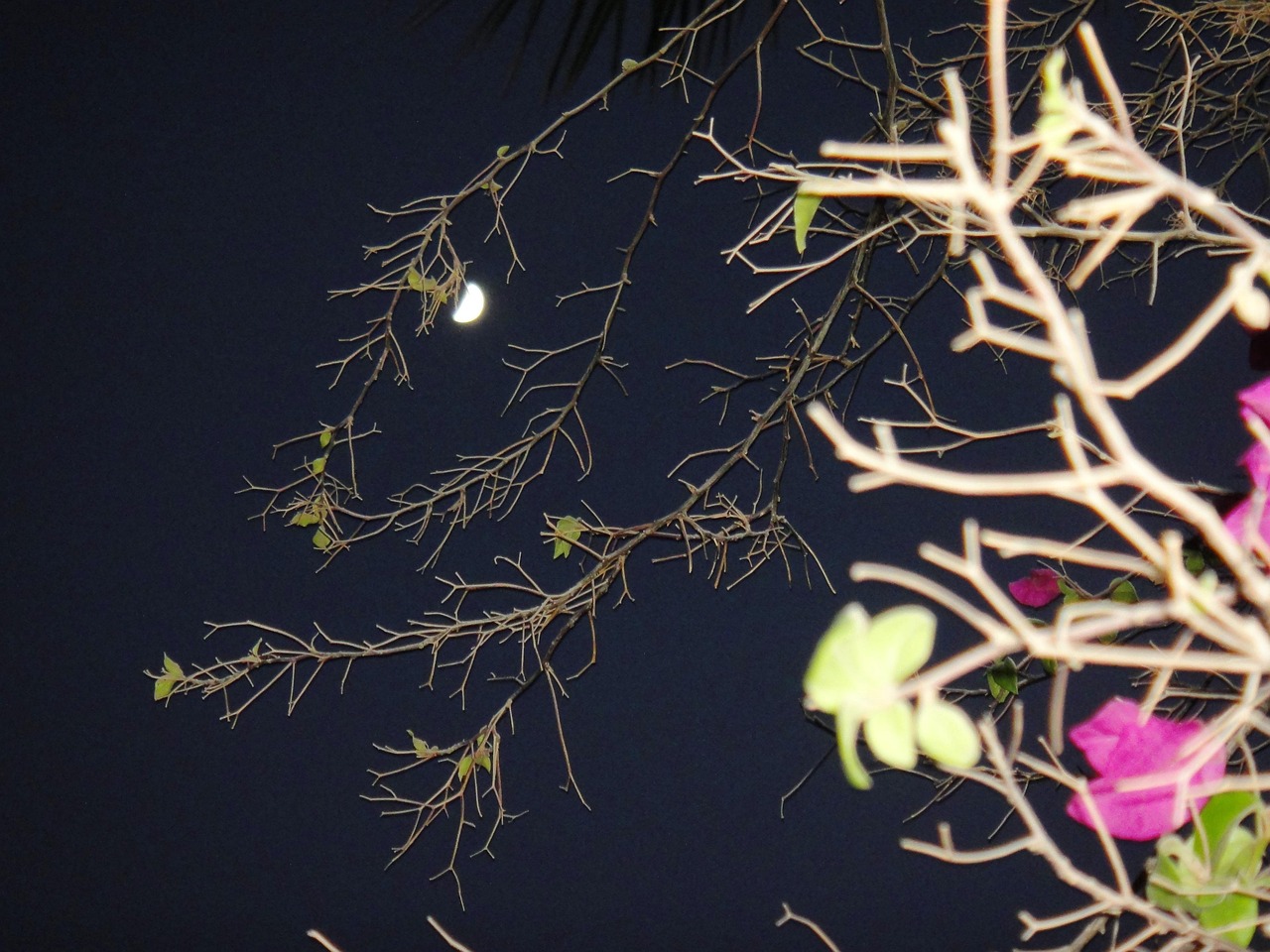 花 树 夜晚 - Pixabay上的免费照片 - Pixabay