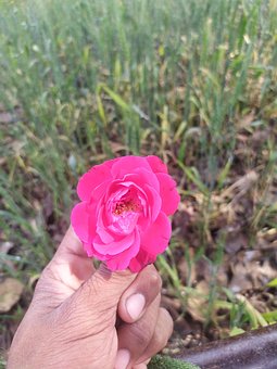 Free Rose Flower photo and picture