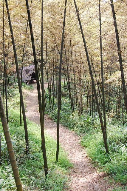 Free Bamboo Sea Forest photo and picture