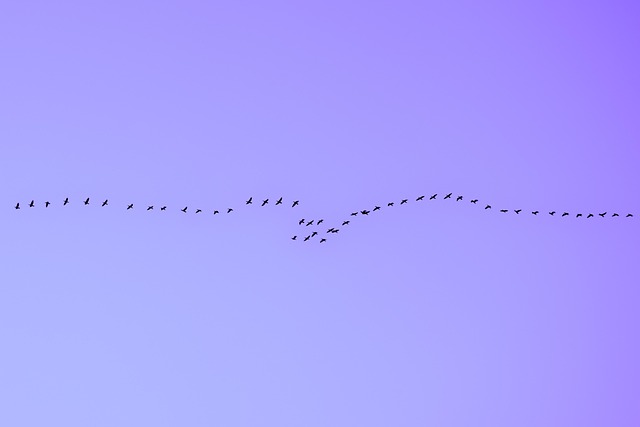 Free Flock Birds photo and picture
