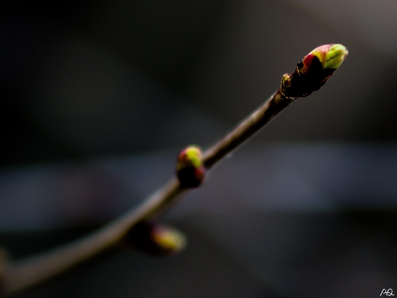 Bud Spring Branch - Free photo on Pixabay - Pixabay