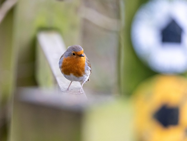 Biddut Dada Robi Robin Burung Duduk Dada - Foto gratis di Pixabay - Pixabay