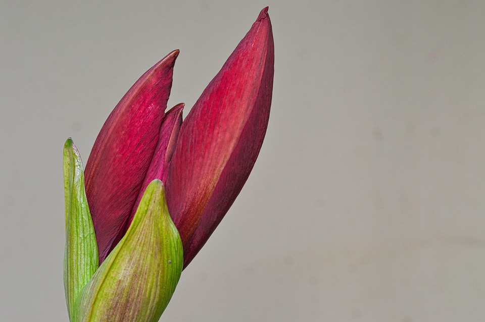 アマリリス 花 芽 Pixabayの無料写真