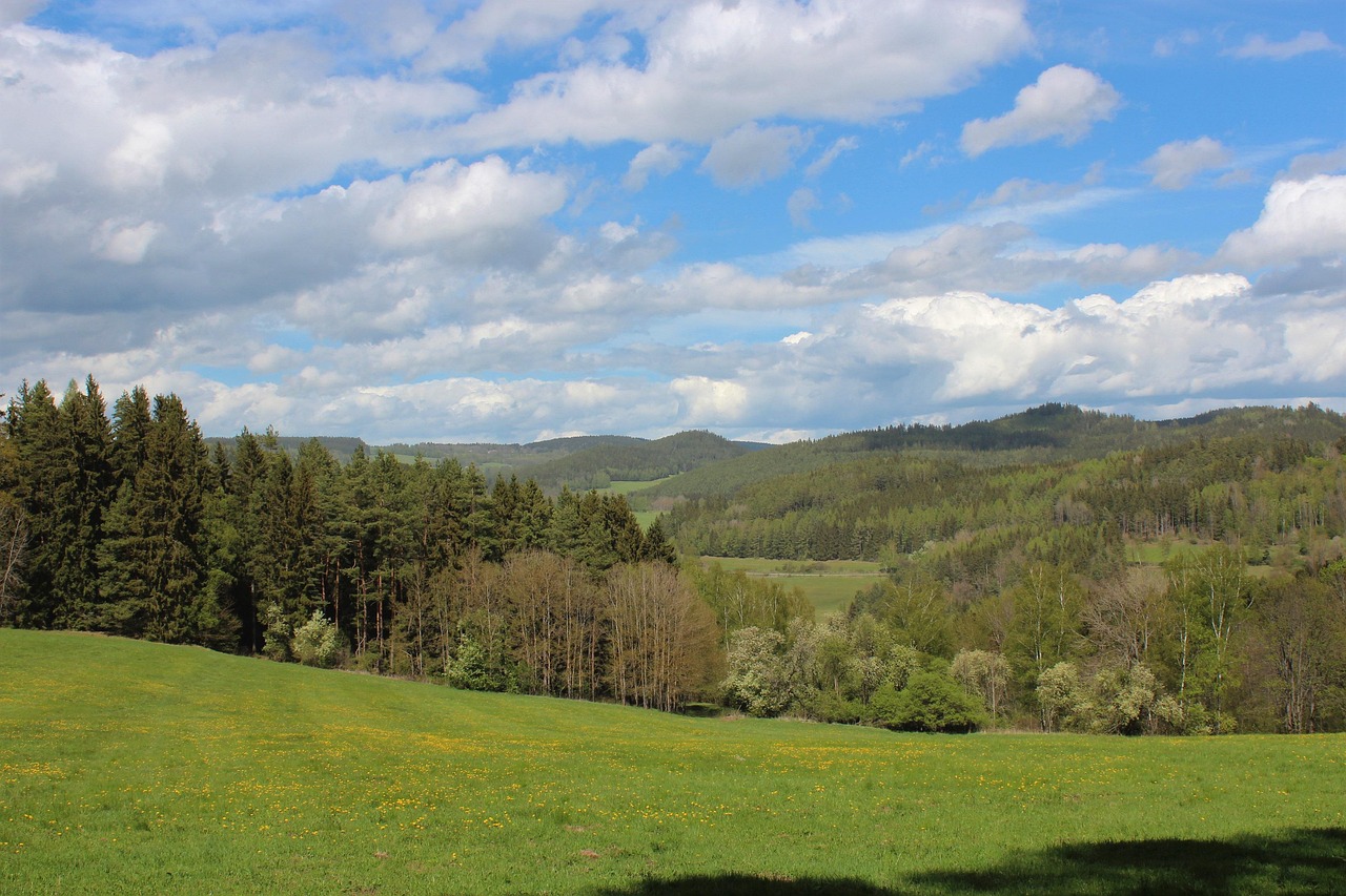 Šumava Floresta Natureza - Foto gratuita no Pixabay - Pixabay
