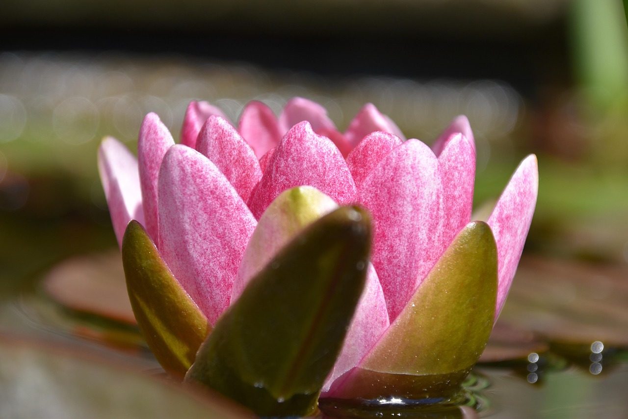 Water Lily Flower Blossom Free photo on Pixabay Pixabay