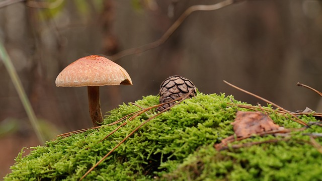 Free Mushroom Moss photo and picture