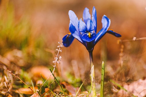 70以上の無料ブルーアイリス 花画像 Pixabay