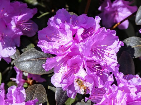 Free Flower Purple photo and picture