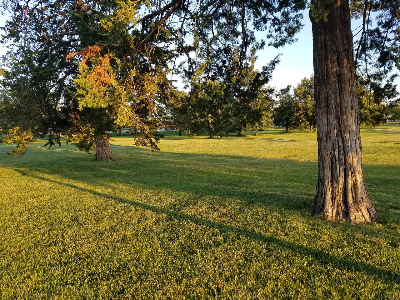 Trees Park - Free photo on Pixabay - Pixabay