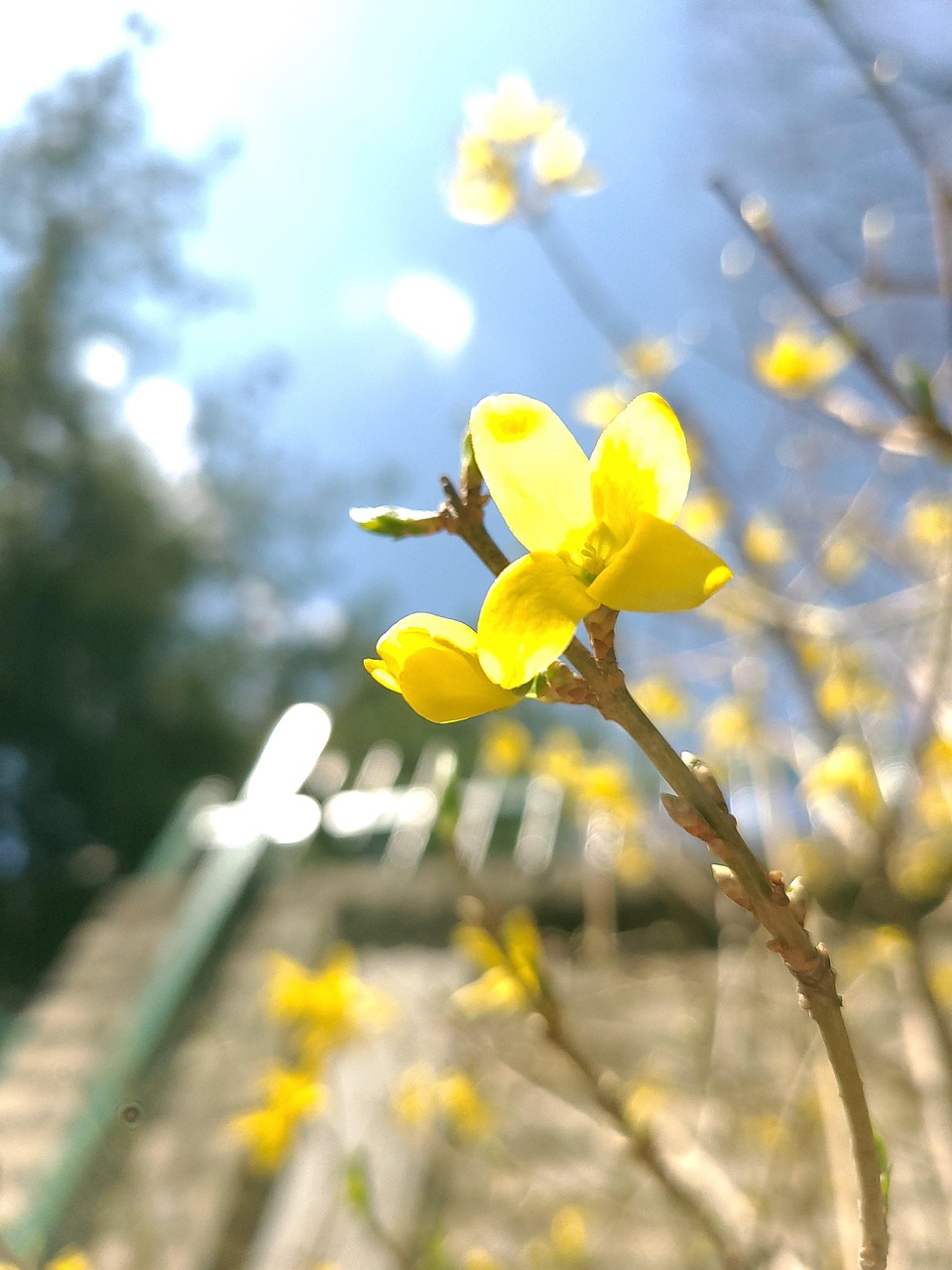 Forsythia Spring Nature - Free photo on Pixabay - Pixabay
