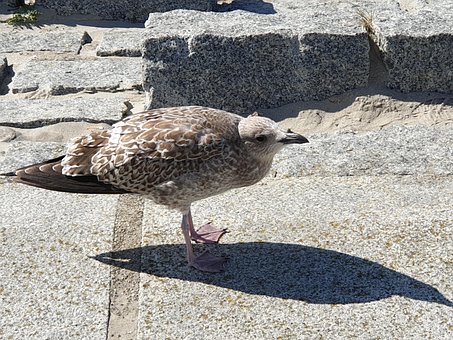 Free Vogel Möwe photo and picture