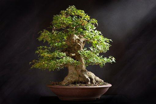 Bonsai, Strom, Příroda, Rostlina, Hrnec